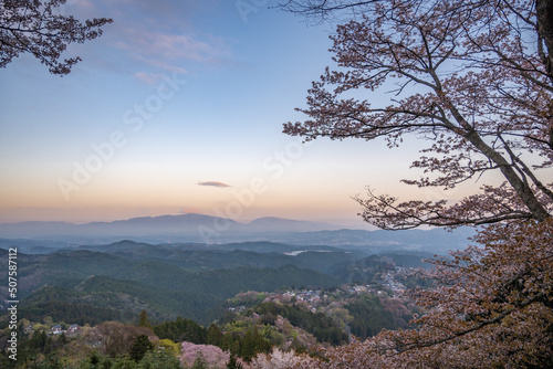 吉野山の桜