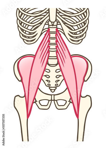 腸腰筋、大腰筋、腸骨筋、股関節を屈曲する筋肉 photo