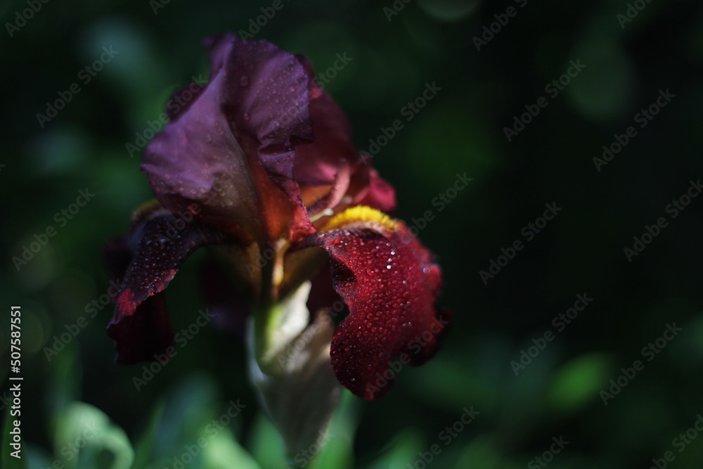 Wet red iris flower at sunset after rain Wet red iris flower at sunset after rain