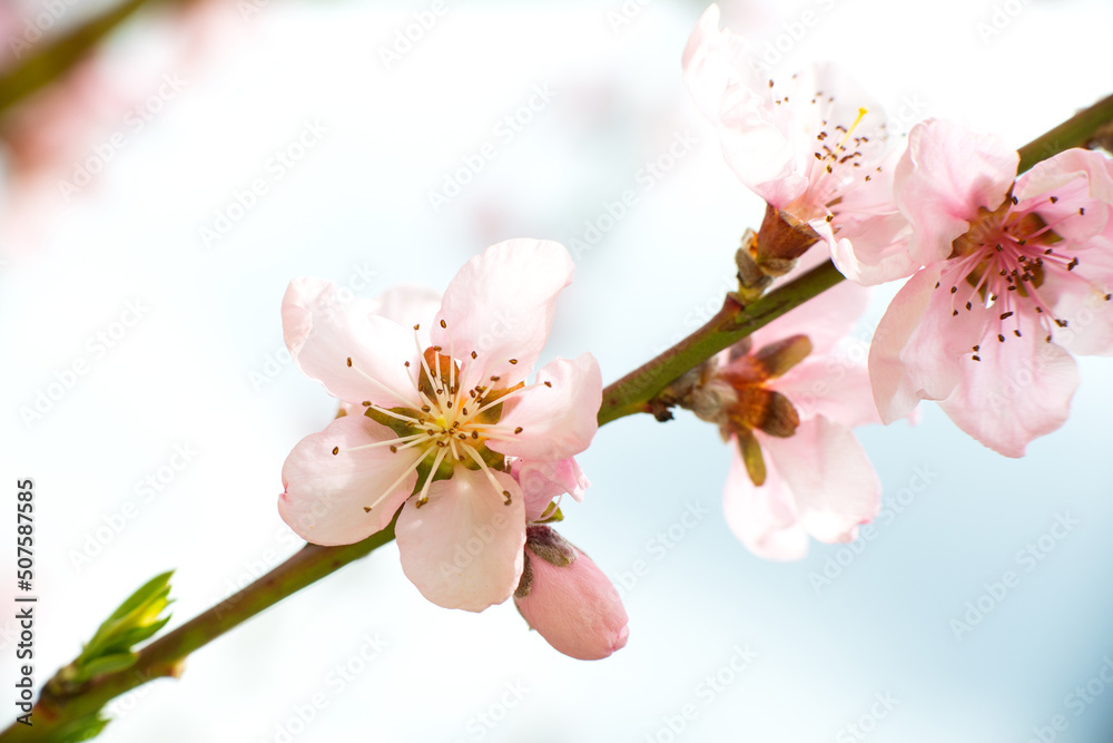 Obraz premium Spring time. A branch with delicate pink flowers from an apricot tree close-up against a blue sky