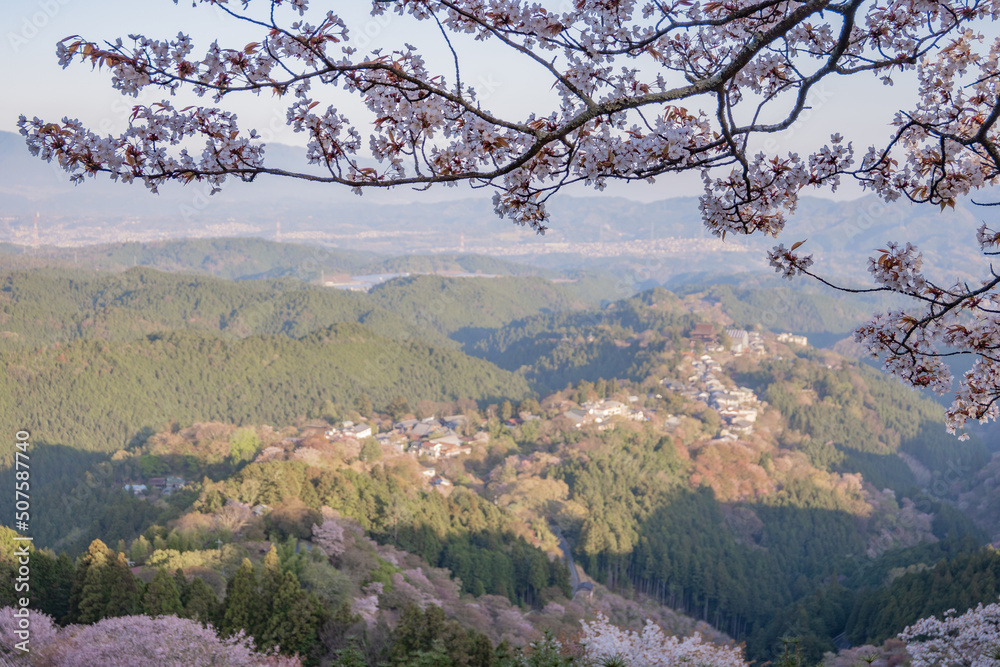 吉野山の桜