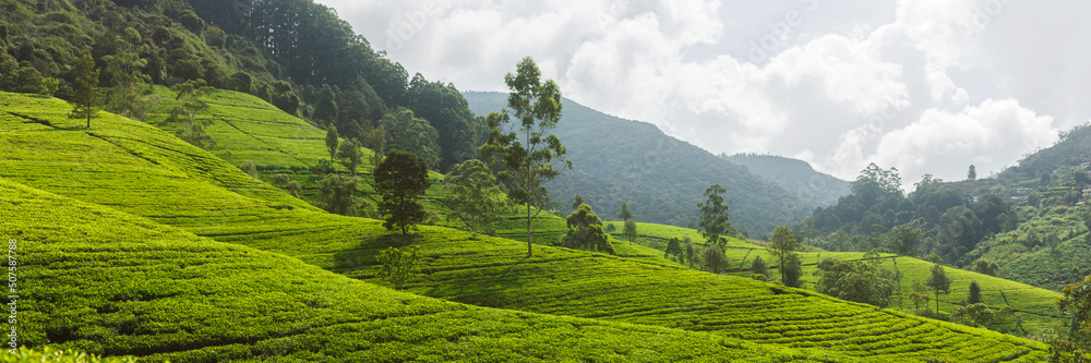 Panorama of green tea plantation in up country near Nuwara Eliya, Sri Lanka. High quality photo. Green tea field for background and banner Panorama of green tea plantation in up country near Nuwara Eliya, Sri Lanka. High quality photo. Green tea field for background and banner