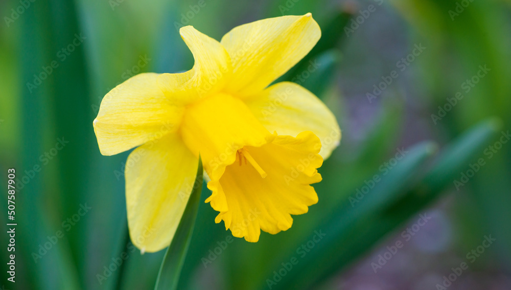 Close-up of yellow narcissus flower on green blurred grass background Close-up of yellow narcissus flower on green blurred grass background