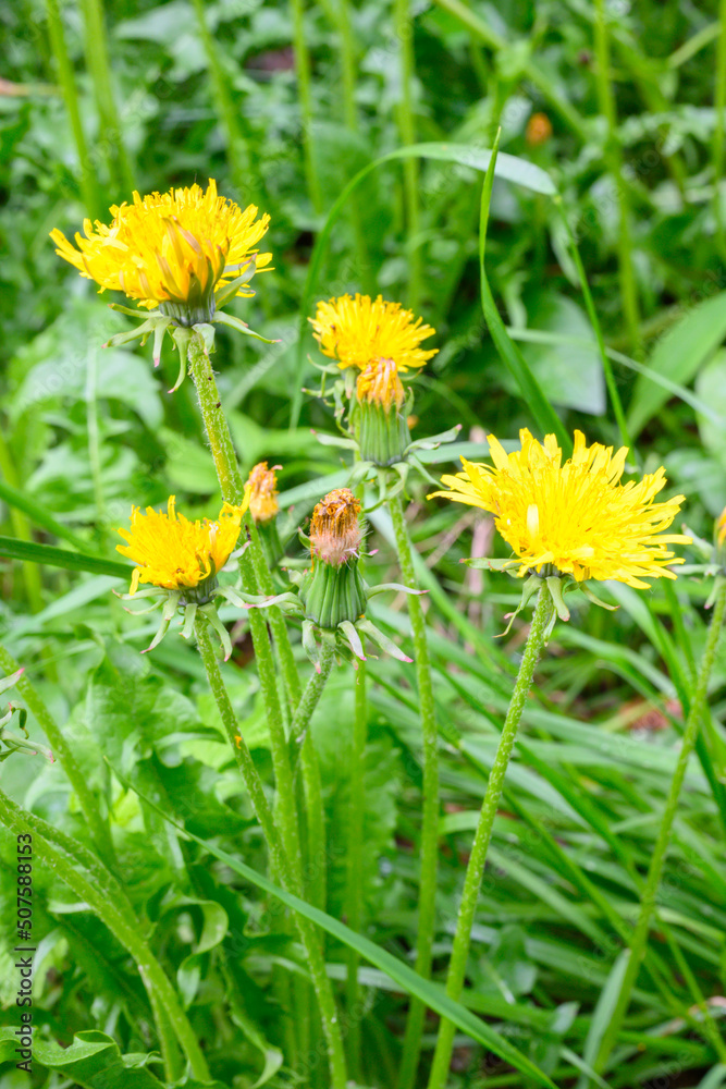 Glade of fresh meadow dandelions on a sunny spring day. Flowering dandelions. Excellent background for the expression of spring mood. Glade of fresh meadow dandelions on a sunny spring day. Flowering dandelions. Excellent background for the expression of spring mood.