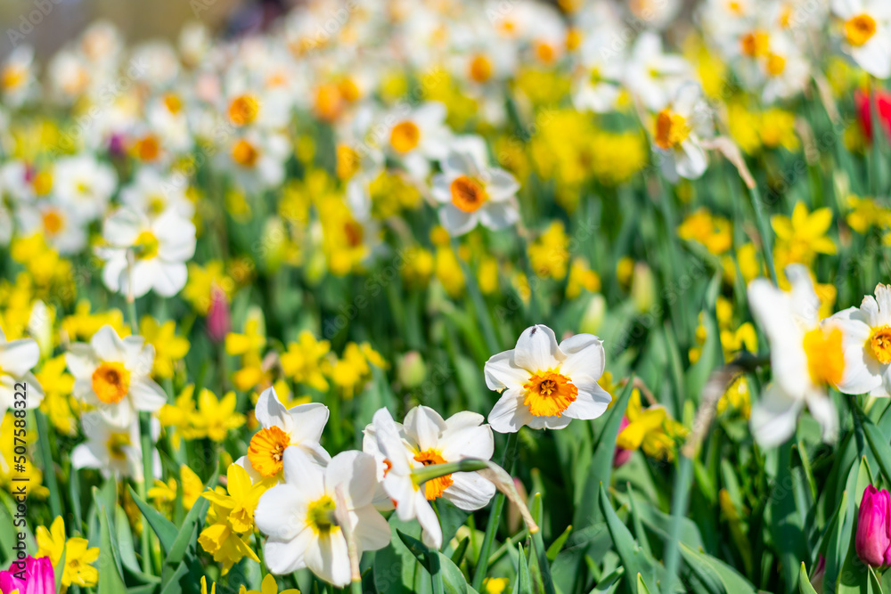 Narcissus flower at Dutch garden. Beautiful flowers in bloom, springtime. Narcissus flower at Dutch garden. Beautiful flowers in bloom, springtime.