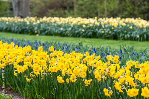 Narcissus flower at Dutch garden. Beautiful flowers in bloom  springtime.