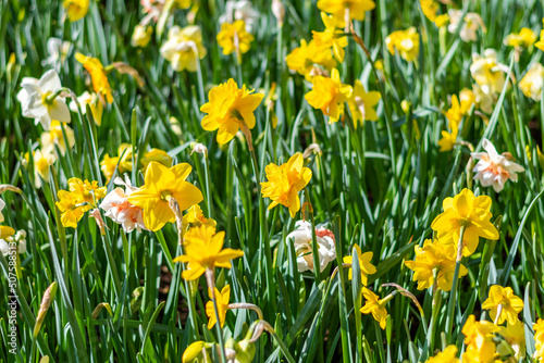 Narcissus flower at Dutch garden. Beautiful flowers in bloom, springtime.