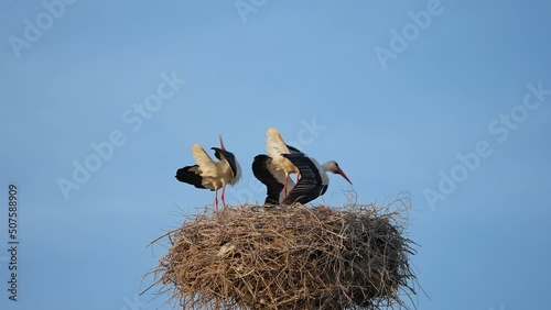 A nest of white storks Ciconia ciconia greets each other with a click of its beak, then one stork flies away from the nest. Sparrows fly near the nest.