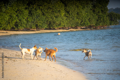 Canvas Print Indian pet dogs playing on the beach splashing water around while they run in go