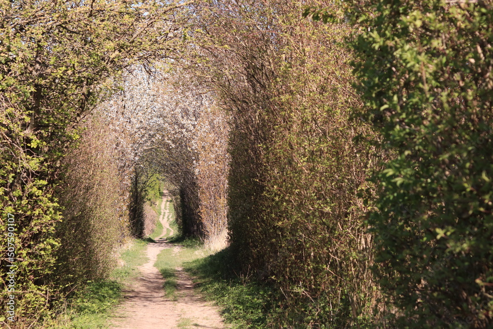 Hedge, shrubs in nature, forming an arch, surrounding a hiking trail in spring