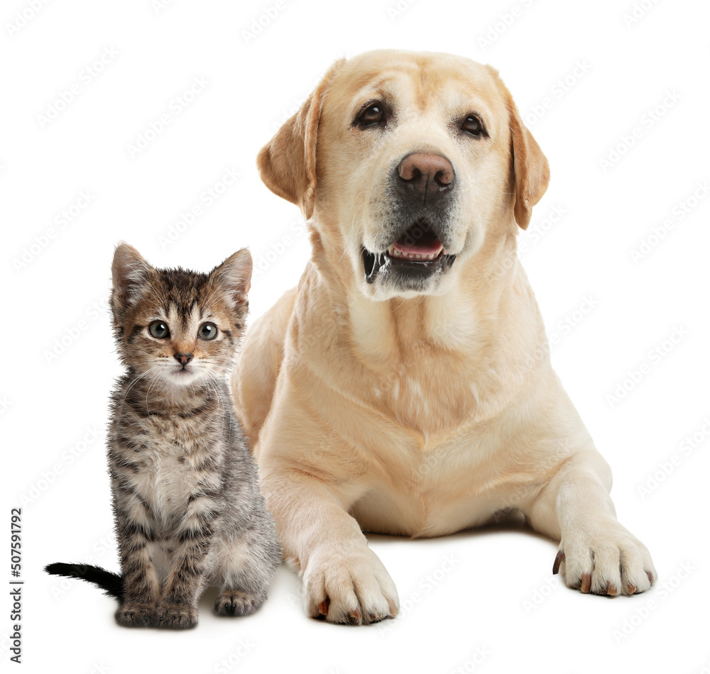 Cute cat and dog on white background. Animal friendship Cute cat and dog on white background. Animal friendship