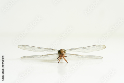 Dragonfly holds its gills with legs isolated on white background. Beneficial insect with a pair of large, multifaceted compound eyes, two pairs of strong, transparent wings and an elongated body.      © YOUMING VISION