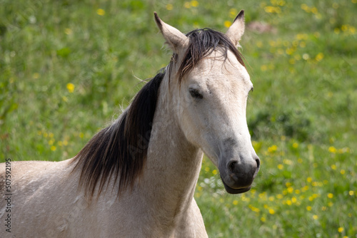 Pale horse standing in field at Outer Hope in Devon