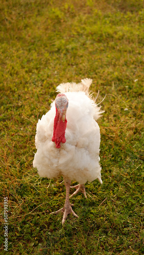 White turkeys graze on grass on the farm in summer