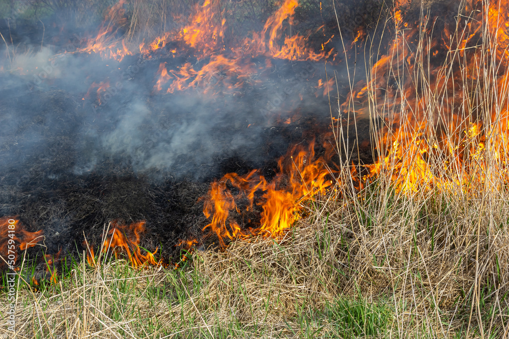 Burning old dry grass. Tongues red flame and burning dry yellowed grass in smoke Burning old dry grass. Tongues red flame and burning dry yellowed grass in smoke