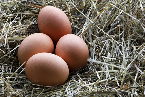 Frische Eier im Nest