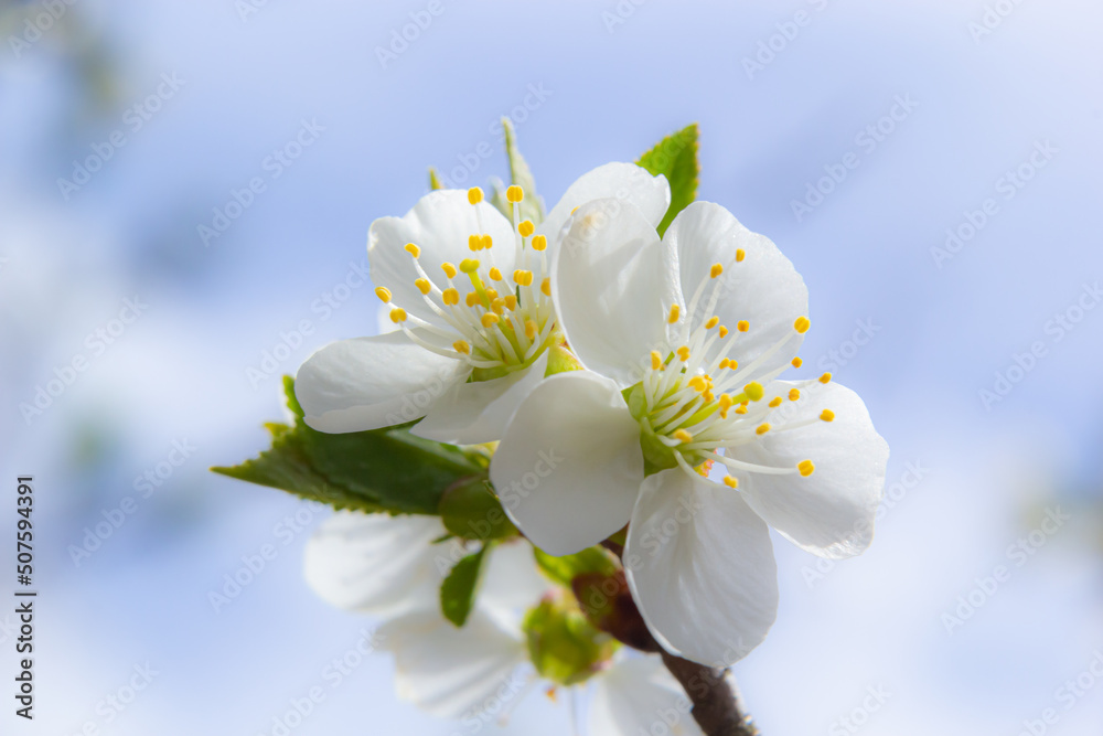 Obraz premium Prunus cerasus flowering tree flowers, group of beautiful white petals tart dwarf cherry flowers in bloom against blue sky in sunlight