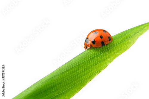 ladybug on green leaf isolated on white background.