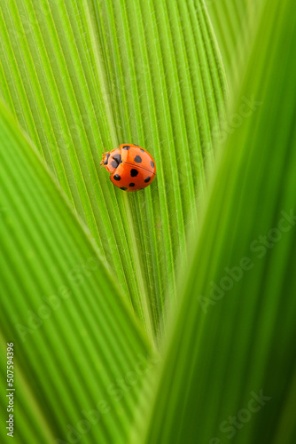 macro shot a ladybug on green leaf.  © zhane luk
