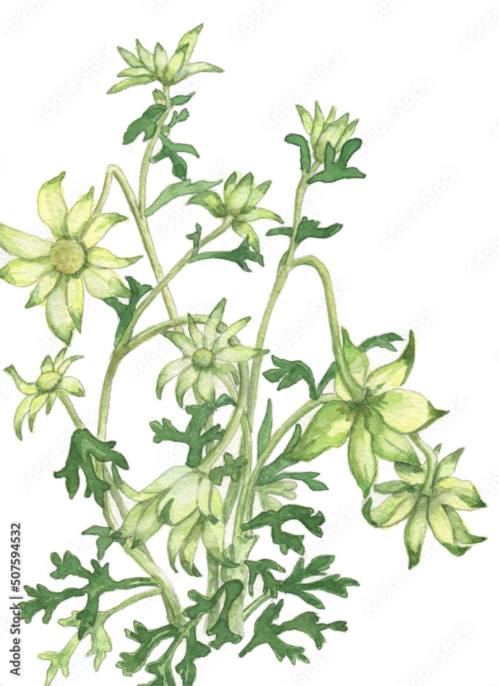 花の絵／フランネルフラワー。花の表情を華やかにかわいく素敵に表現した水彩画です。花好きな一人の作家による作品集です。