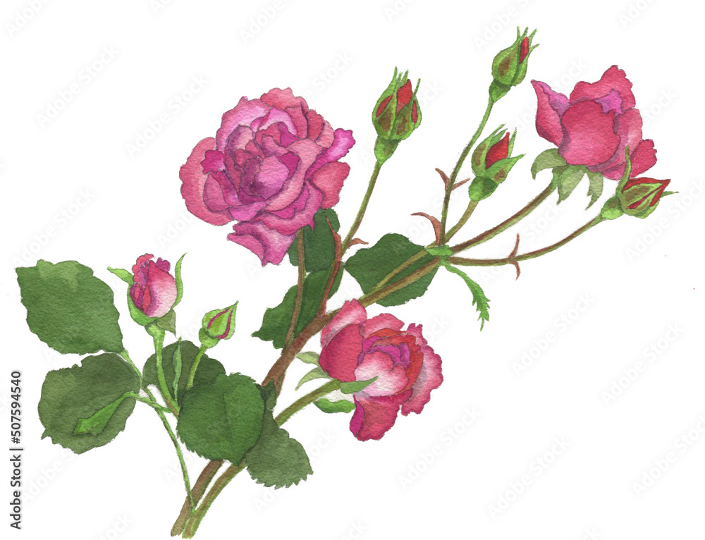 花の絵／バラ。花の表情を華やかにかわいく素敵に表現した水彩画です。花好きな一人の作家による作品集です。