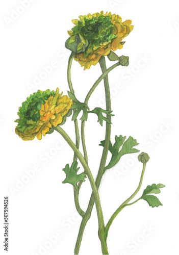 花の絵／ラナンキュラス。花の表情を華やかにかわいく素敵に表現した水彩画です。花好きな一人の作家による作品集です。