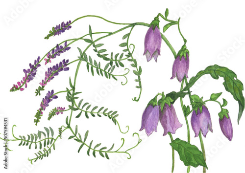 花の絵／ホタルブクロ／クサフジ。花の表情を華やかにかわいく素敵に表現した水彩画です。花好きな一人の作家による作品集です。