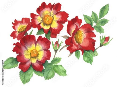 花の絵／バラ。花の表情を華やかにかわいく素敵に表現した水彩画です。花好きな一人の作家による作品集です。