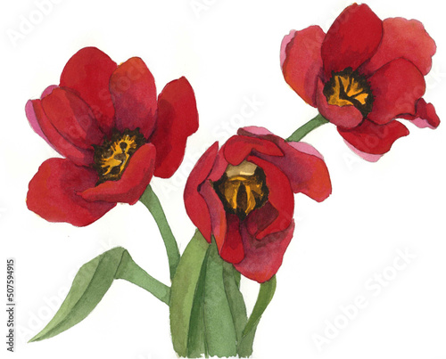 花の絵／チューリップ。花の表情を華やかにかわいく素敵に表現した水彩画です。花好きな一人の作家による作品集です。