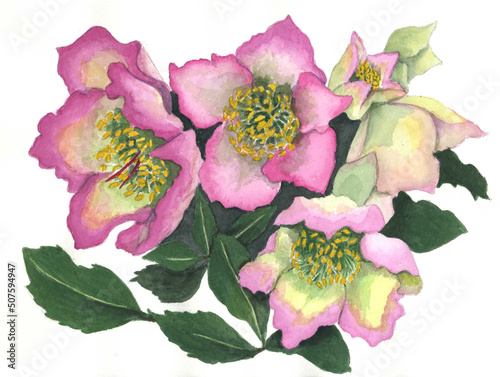 花の絵／クリスマスローズ。花の表情を華やかにかわいく素敵に表現した水彩画です。花好きな一人の作家による作品集です。
