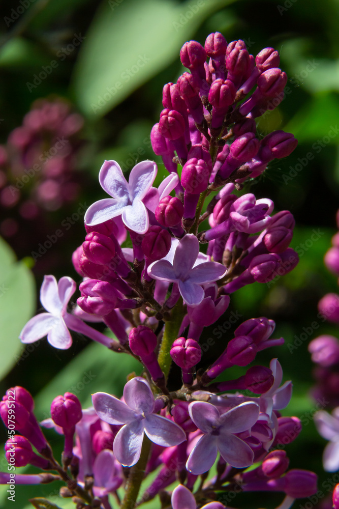 A branch of lilac lilac on a background of green leaves. Spring A branch of lilac lilac on a background of green leaves. Spring