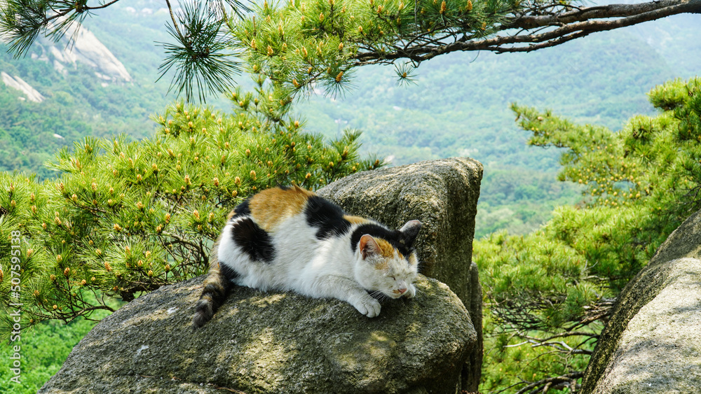 Obraz premium Un lindo gato de tres colores en una montaña llena de pinos azules.