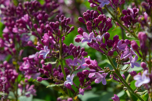 Wallpaper Mural Branch of lilac flowers with green leaves, floral natural seasonal hipster background Torontodigital.ca