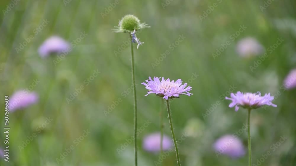 Flowers of field scabious swinging in the wind Flowers of field scabious swinging in the wind