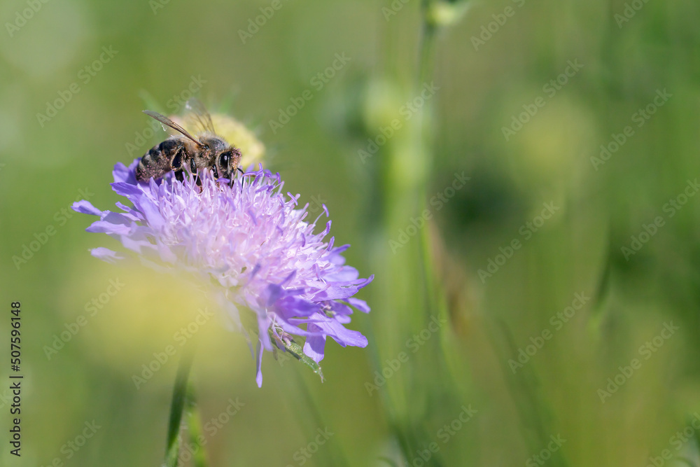 Honey bee (Apis mellifera) collects pollen on a field scabious (Knautia arvensis). Honey bee (Apis mellifera) collects pollen on a field scabious (Knautia arvensis).