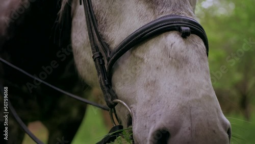 The horse eats grass. Close-up of a horse's snout. Chews food.