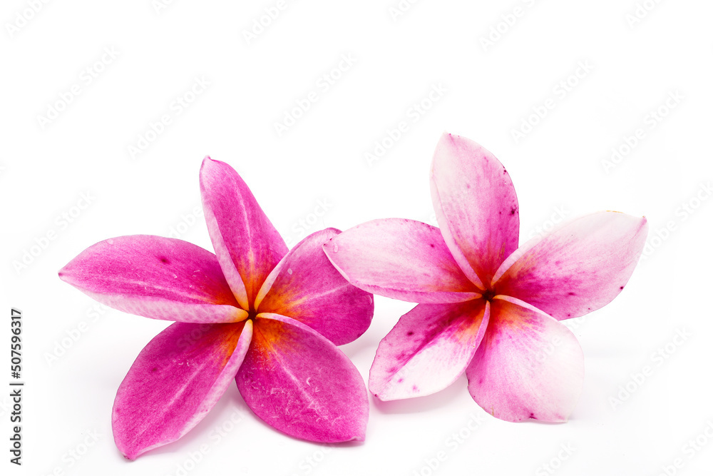 frangipani flower isolated on white frangipani flower isolated on white