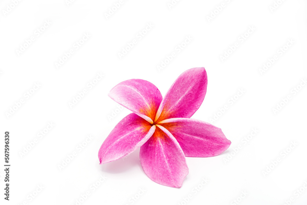 frangipani flower isolated on white frangipani flower isolated on white