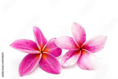 frangipani flower isolated on white © tienuskin