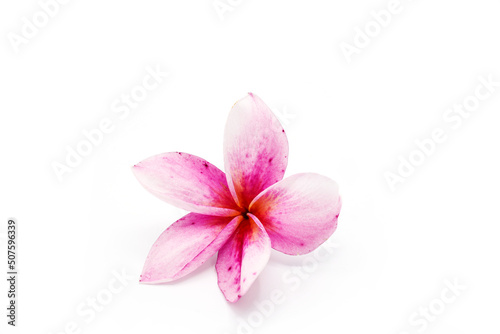Pink Frangipani Flower Isolated On White Background. © tienuskin