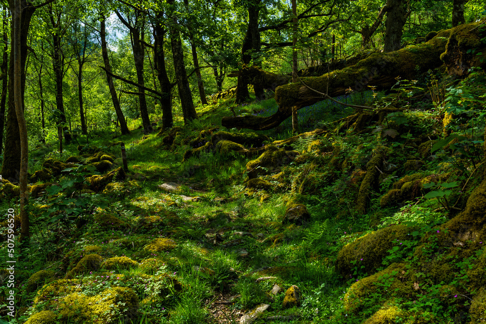 Obraz premium forest scene in Wales