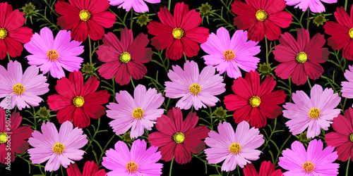 Kosmeya flowers in pink and red colors seamless pattern