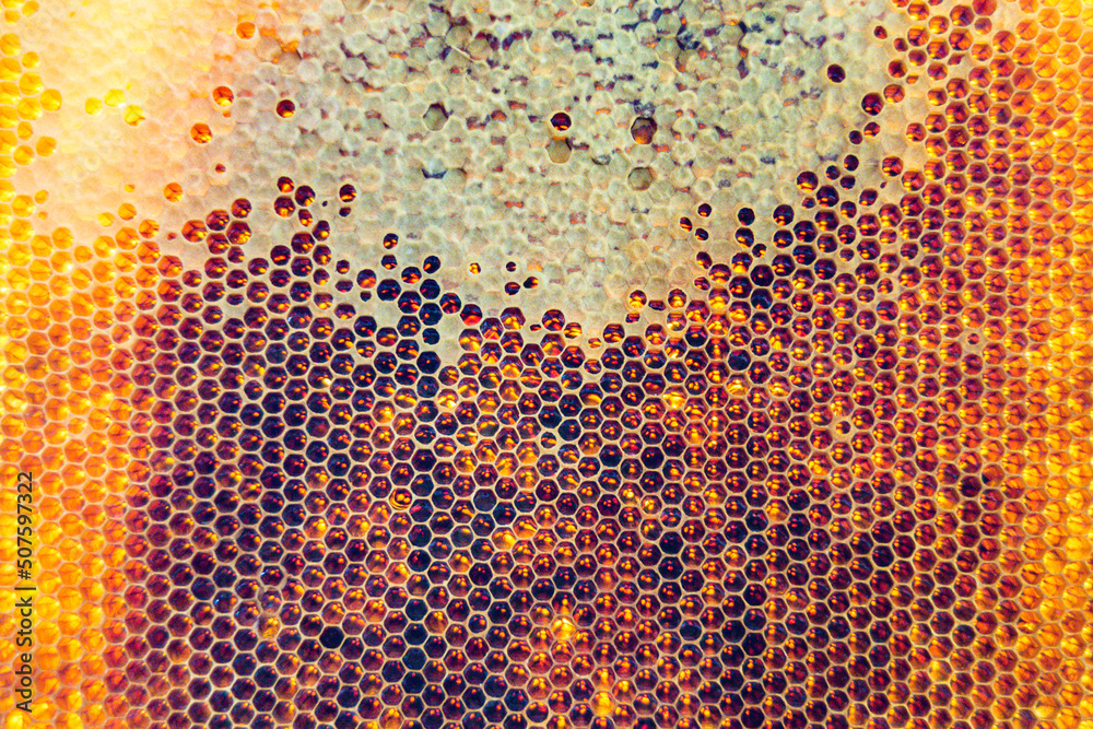 Honeycomb from bee hive filled with golden honey Honeycomb from bee hive filled with golden honey