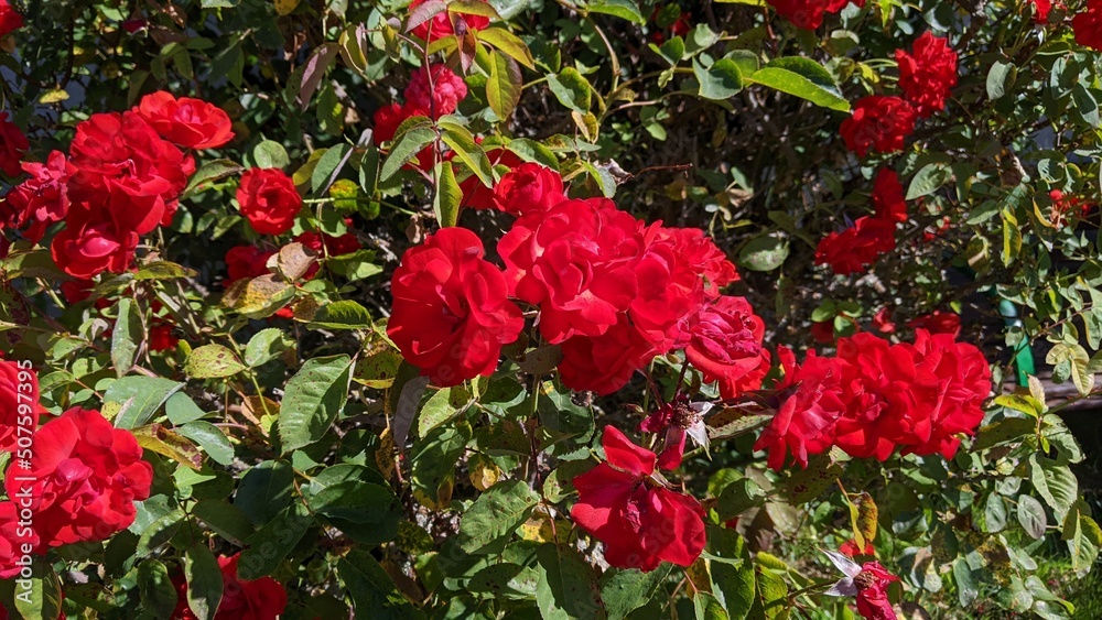 red tulips in garden
