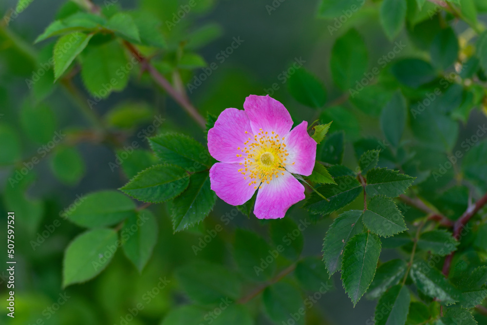 Dog rose blossom. Close-up of the flower and leaves of the dog rose. Canine rose.