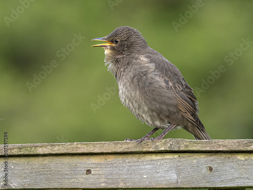 young fledgling Starling