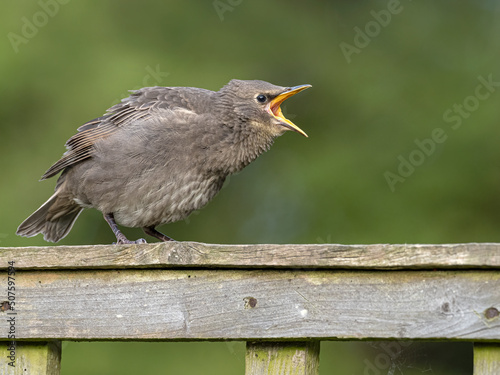 Fotografía young Starling squawking to get attention