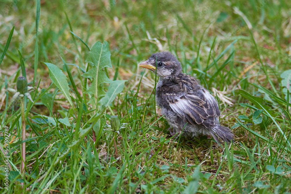 Junger Haussperling bettelt um Futter Junger Haussperling bettelt um Futter