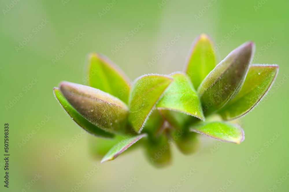 buds open on a branch. closeup of beautiful fresh leaves on a tree. Spring is coming. natural blurred background. buds open on a branch. closeup of beautiful fresh leaves on a tree. Spring is coming. natural blurred background.