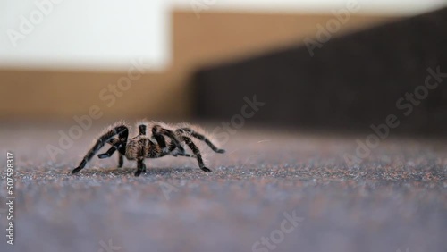 Huge brown spider with large furry claws moves along the carpet in the house. The tarantula is crawling on the floor. Close-up. Slow motion. High quality FullHD footage